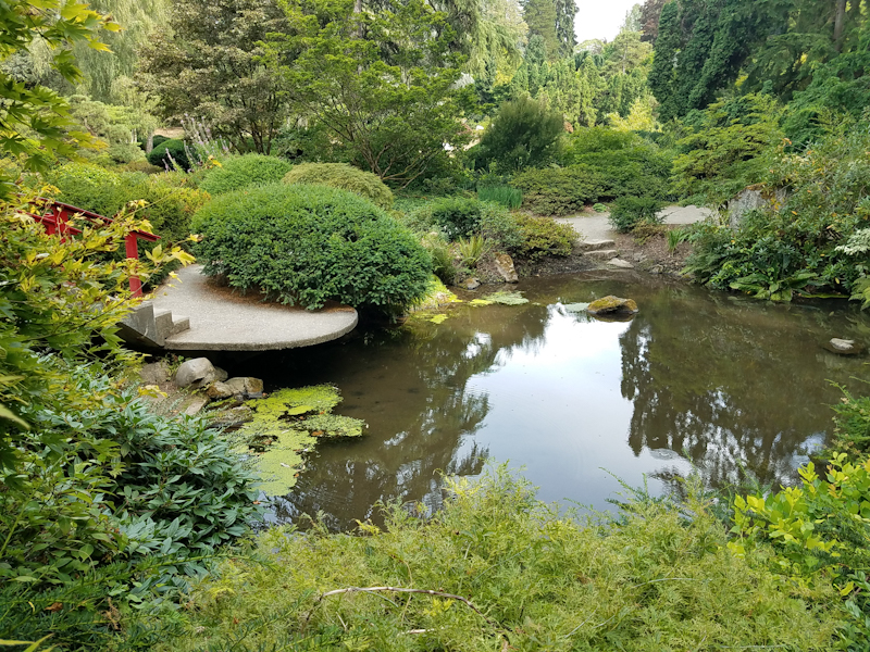 Koi pond at Kubota Garden, Seattle WA